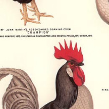 Rooster Print Italian Paper ~ Tassotti